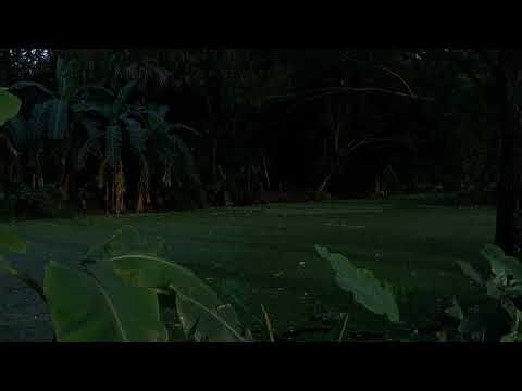 Sounds of Night Crickets | jiji insect sound for sleeping | Fireflies & Crickets sounds