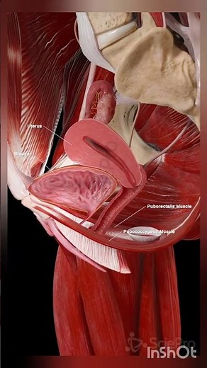 Female Pelvis Anatomy 🔍 | 3 Main Structures Explained | Medical Anatomy Short