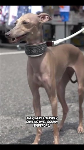 Italian Greyhounds Are Insane