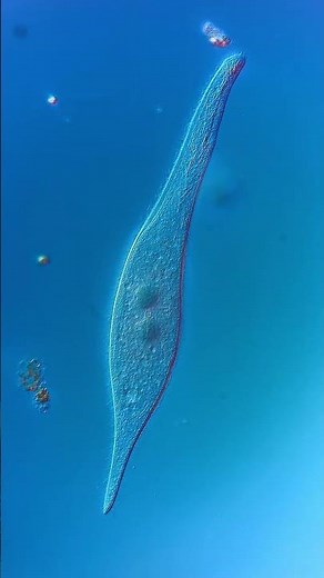 An Entire World in One Drop of Pond Water