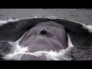 Blue Whale Facts: 23 facts about the Blue Whale