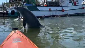 993 reactions · 316 shares | 300-year-old crown molding or... wait for it  For the record, we vote both  In Charleston, you get the best of both worlds! And with Nature Adventures, you're guaranteed the best experience on the water alongside our flippered friends. Click through to learn more & book your kayak experience: bit.ly/3PXe25t #ExploreCharleston #ExperienceMP | Explore Charleston | Facebook