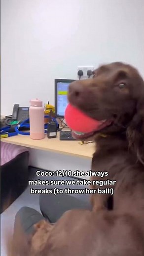 Rating our office dogs: Part 2! | Dogs Trust