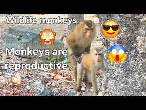 Reproductive of monkeys 