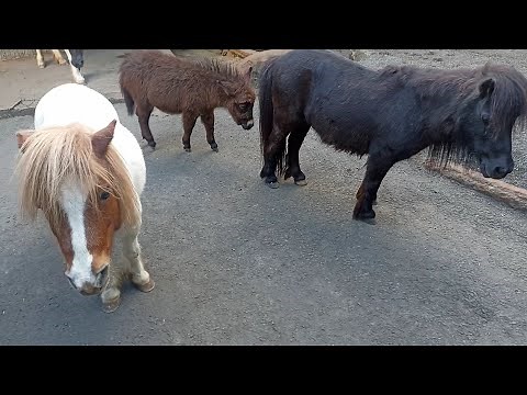 Horse, Donkey, Cow, Deer, Camel for Breeding in Zoo Farm | Animal Farming in Zoo