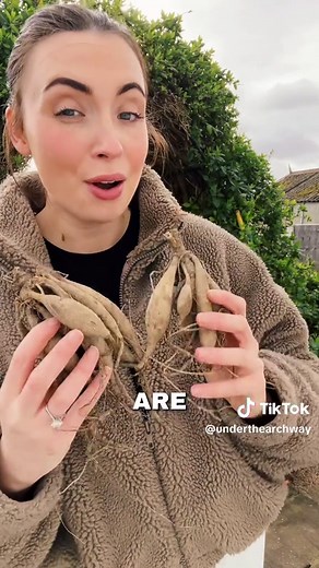 Cómo plantar tubérculos de dahlia en tu patio