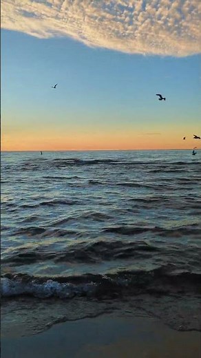Beach with birds, nature sounds relaxing, sunset ambience