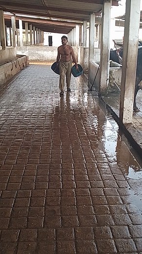 Caring for Cows: Watering Techniques in Agriculture