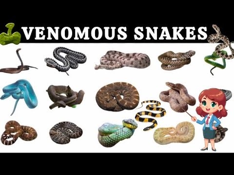 Poisonous Snakes for Kids🐍 | Learn About Dangerous Snakes in English |venomous snakes name |