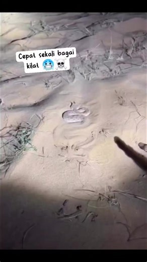 Mu'min Budiarto on Instagram: "Cerastes cerastes (ular berbisa bertanduk Sahara) adalah spesies ular viper berbisa kecil yang berasal dari gurun Afrika Utara dan sebagian Timur Tengah. Ular ini dikenal dengan sepasang sisik berbentuk tanduk di atas matanya, kemampuan mengubur diri di pasir (sidewinding), dan racun hemotoksik, meskipun jarang berakibat fatal bagi manusia. Berikut adalah karakteristik utama Cerastes cerastes: Fisik : Panjang rata-rata 30-50 cm, kepala lebar, berwarna pasir (kuning