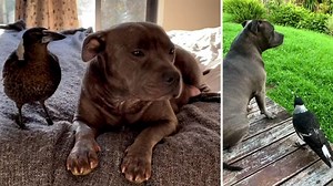 Two unlikely best friends split up by environmental officers