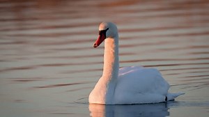 White Swan Floating On Lake Birds Stock Footage Video (100% Royalty-free) 3491080061 | Shutterstock