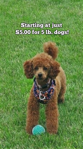 Small dogs = big personalities. But many harnesses don’t keep them secure or comfortable. This harness is built for small pups who love to pull, squirm, or dash—without weighing them down. Why small dogs love it: ✔️ No-Pull Front Clip – Prevents leash pulling on walks 🔐 Escape-Proof Fit – Neck adjusters stop Houdini pups 🤗 Soft & Padded - Comfort with convenience 🧵 Lightweight but Durable – Strong enough for safety, light enough for comfort Whether it’s a feisty Frenchie or a zippy Yorkie, th