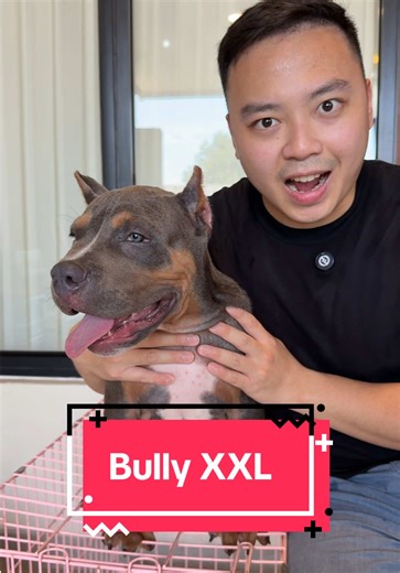 Tampang Security: American Bully & Hello Kitty