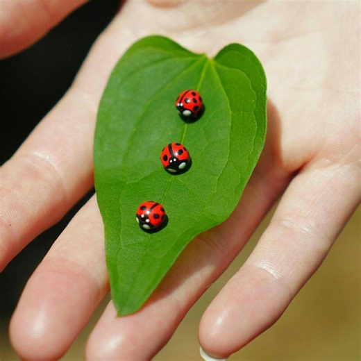 Ladybug Pin | Handmade Clay Bug Brooches | Symbolic Gifts, Gifts for Memorials - Etsy