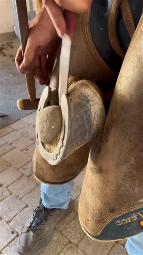 Farrier Basics: Horseshoeing and Animal Welfare