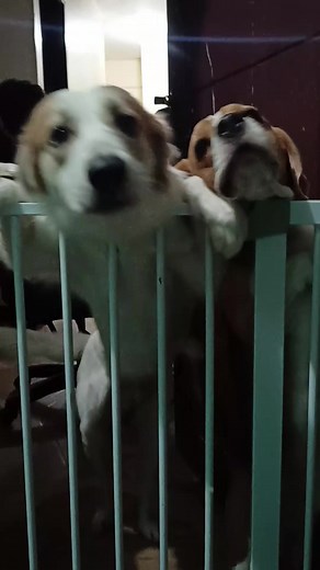 20K views · 731 reactions | Beagle Sweet Baby 殺 #beagle #beagledog #beaglelovers #dogs #doglovers #reels #reelsfb | Baileys The Beagle | Facebook