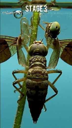 The Secret Life of Dragonflies! (Egg to Adult) #TheInsectSpy