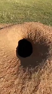 Prairie dog burrow colony activity | Hidden Wildlife