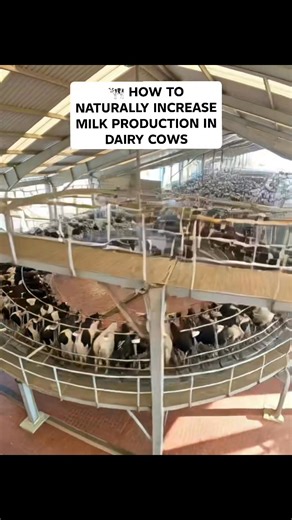 🐄 HOW TO NATURALLY INCREASE MILK PRODUCTION IN DAIRY COWS Low milk yield is not always a genetic problem. In many cases, it’s a management issue that can be corrected naturally. Here’s how to boost production without harmful shortcuts 👇 1️⃣ IMPROVE FEED QUALITY FIRST Milk comes from feed. Period. ✔ High-quality forage (fresh pasture, silage, or hay) ✔ Energy-rich concentrates ✔ 16–18% protein in lactation diet ✔ Mineral mix (calcium, phosphorus, magnesium) Poor feed = poor milk flow. 2️⃣ ENSUR