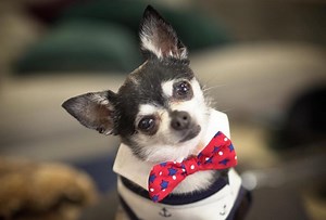 Why Jenna Marbles’ Dogs Are the True Stars of Her YouTube Channel