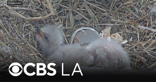 Big Bear bald eagles Jackie and Shadow welcome two newest chicks