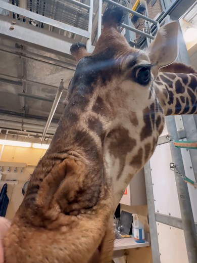Giraffe Clips You Can't Miss This Franklin Friday!