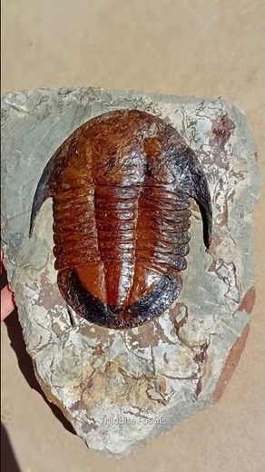 The Trilobite That Survived 480 Million Years