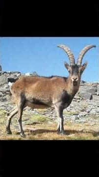 Creature of the Day: Pyrenean Ibex #ibex #extinction