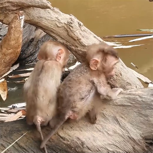 5.4K views · 98 reactions | Oh god Santa was happening, screamed loudly, cheko startled and looked | Monkey Noble | Facebook