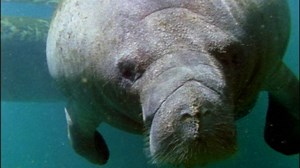 Manatees