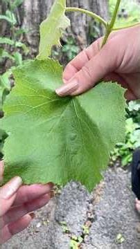 Uses of Grape Leaves: Vitis vinifera