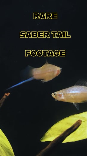 The Wet Spot Tropical Fish on Instagram: "Happy Star Wars Day everyone🌟 The force is strong with these Green Swordtails (Xiphophorus hellerii). Some might call them the Jedi of the aquarium. #revengeofthesidthimunki #wetspottropicalfish #aquascape #freshwateraquarium #buyfishonline #tropicalfish #swordtail #starwars #maythe4th"