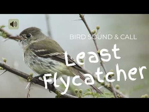 12) Least Flycatcher Bird Sound & Song Real Bird Calls for Nature Study