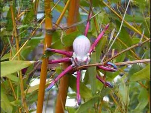 Save the Northwest Pacific Tree Octopus