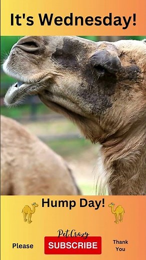 It's Wednesday! Hump Day! #shorts #funny #wednesday