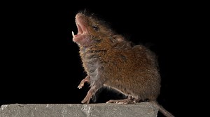 This singing mouse's brain could reveal keys to snappy conversation
