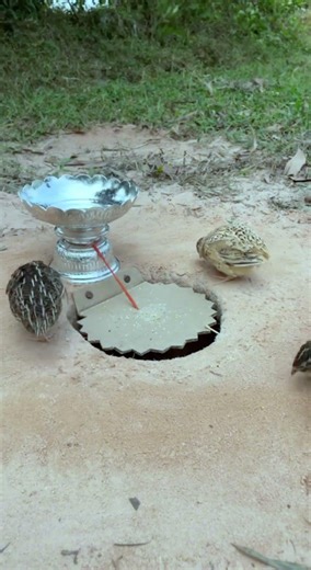 Amazing Quick Unique DIY Parrot Trapping Technique Using Cardboard Box and Axe #ytshorts #shorts