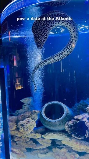 Exploring Dubai Aquarium & Underwater Zoo in Dubai Mall ✨