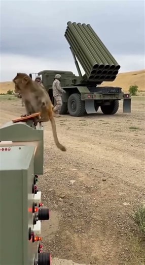 Monkey Accidentally Triggers a Launch — Chaos Caught on Camera