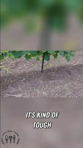 Easiest Way To Fertilize Cucumber Plants!