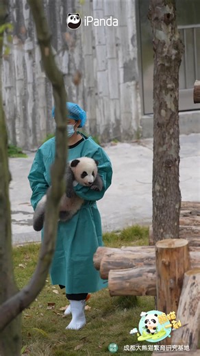 Just like any star, this baby panda gets its private ride and all the attention. #panda #HiPanda #ChengduPandaBase #PandaMoment #PandaFun #HowGiantPandasGrowUp #BestJobInTheWorld For more panda information, please check out: https://en.ipanda.com | iPanda