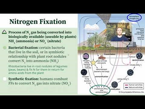 APES 1.5 Notes - Nitrogen Cycle