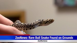 8.8K views · 124 reactions | A young bull snake found on ZooMontana's grounds was discovered with NO EYES. Jeff the Nature Guy has taken the little guy in as a "pet" project, and explains what its chances of survival are. | KULR8 News | Facebook