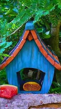 Meow Meow TV 🐦 Cat TV for Cats to Watch | Colorful Birds & Squirrels in 4K HDR