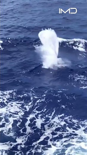 Torpedo Launch from a Navy Destroyer....!