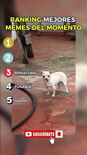 RANKING MEJORES MEMES #humor #memes #ranked #shorts
