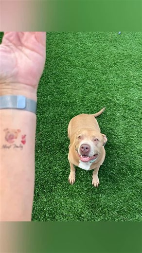 He’s stuck on us like a tattoo! ♥️ Mr. Congeniality and good boy WOODY #A267349 is on everyone’s favorite list and we cannot believe that he is still waiting for a good home. One of our longterm shelter residents, WOODY is a happy and loving companion who will give you unconditional love. WOODY is available for adoption or foster care. Collier County DAS | 📍 7610 Davis Blvd., Naples, FL, 34104 | 📞 Tel: 239-252-PETS | 💻 www.collierpets.com #adopt #foster #love #CollierDAS #shelterdogs #adoptme