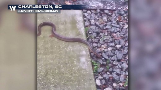 11K views · 37 reactions | Parts of the Southeast have seen a lot of rainy weather, and it looks like even the snakes have had it with all the moisture! | WeatherNation | Facebook