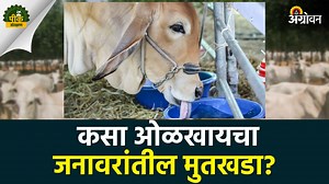 36K views · 335 reactions | Animal Kidney Stone : जनावरांतील...